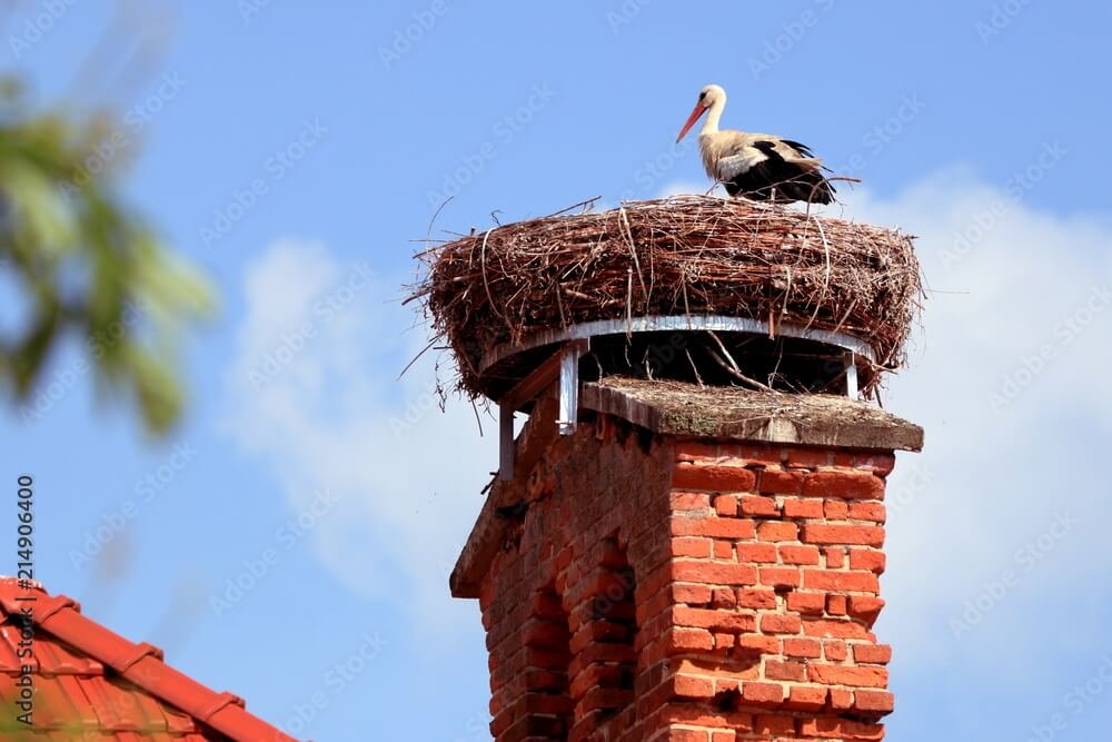 Chimney Nest and Animal Removal